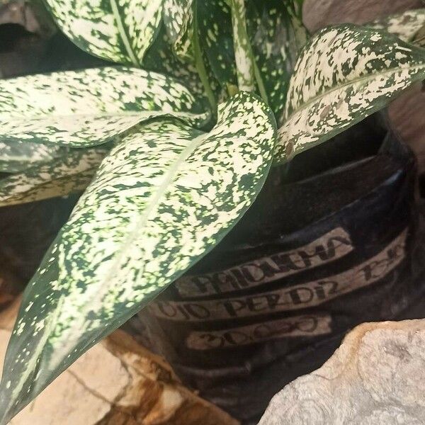 Aglaonema costatum Leaf