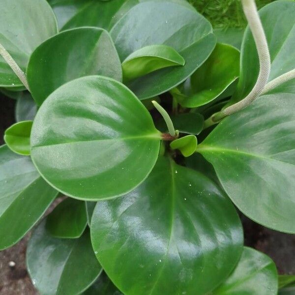 Peperomia obtusifolia Leaf