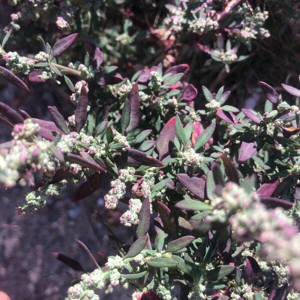 Atriplex patula Foglia