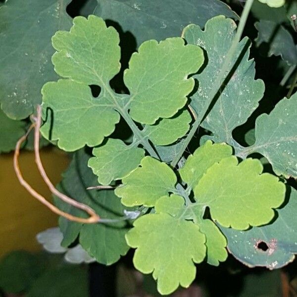 Chelidonium majus Leaf