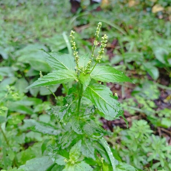 Mercurialis canariensis फूल