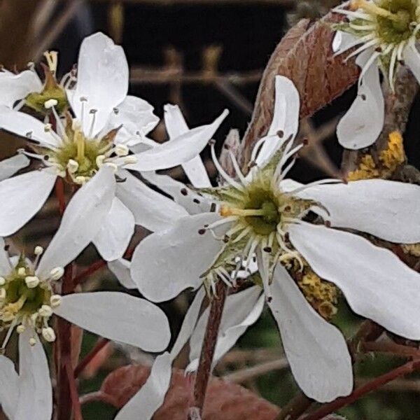 Amelanchier × lamarckii Цвят