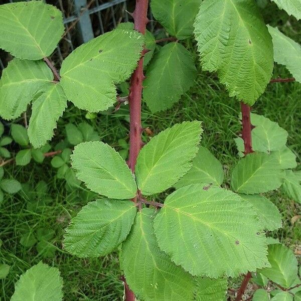 Rubus armeniacus Hostoa