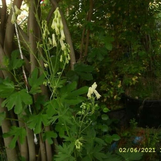 Aconitum vulparia Flower