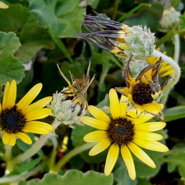 Arctotheca calendula Blüte