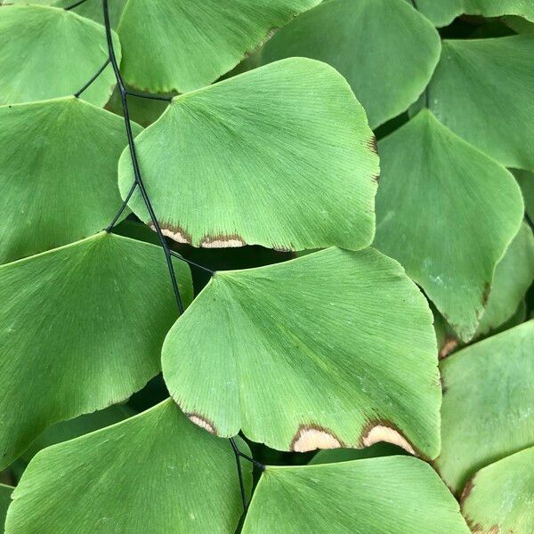 Adiantum peruvianum Leaf