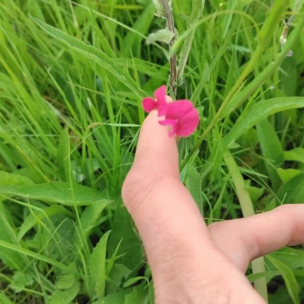 Lathyrus nissolia Flower