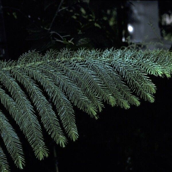 Araucaria nemorosa ᱪᱷᱟᱹᱞᱤ