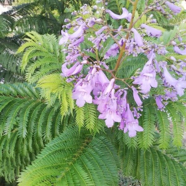 Jacaranda mimosifolia Цвят