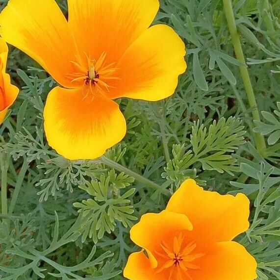 Eschscholzia californica Flower