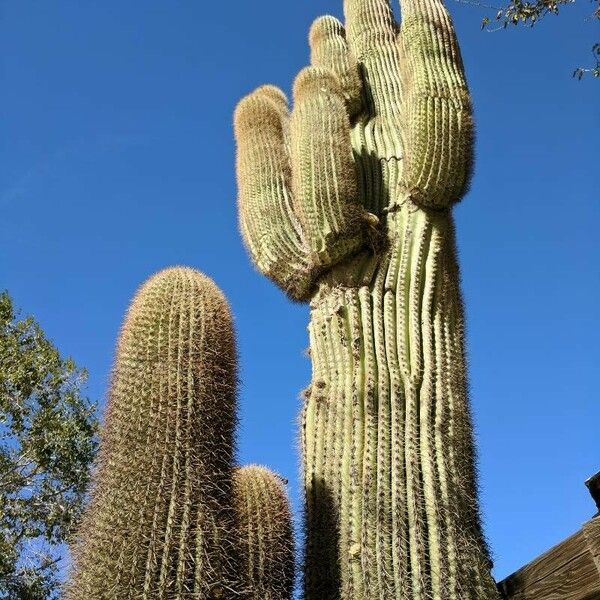 Carnegiea gigantea Blad