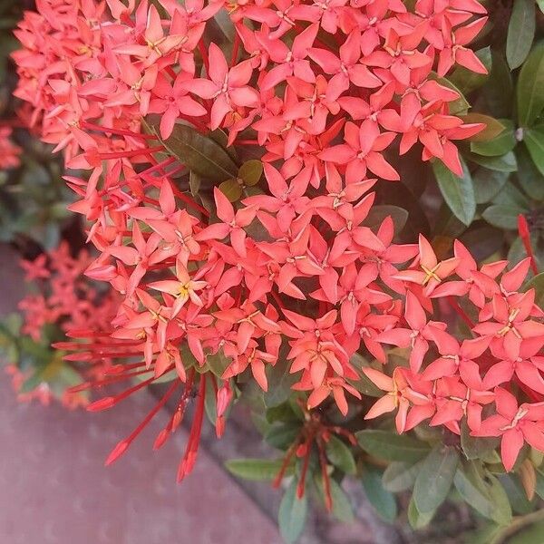 Ixora chinensis Flower