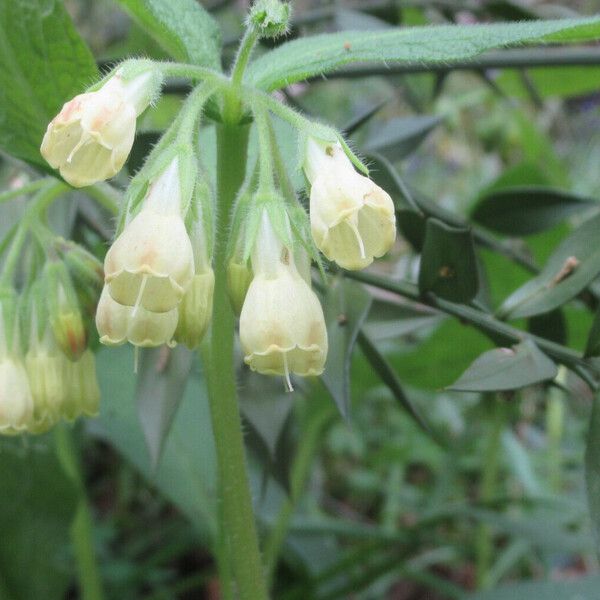 Symphytum tuberosum 花