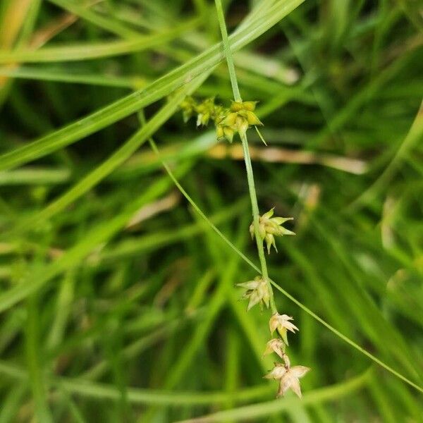 Carex echinata Ffrwyth