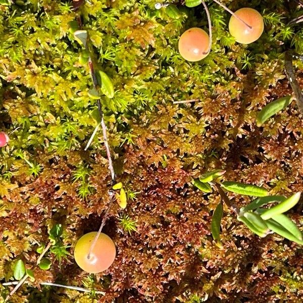 Vaccinium oxycoccos Frugt