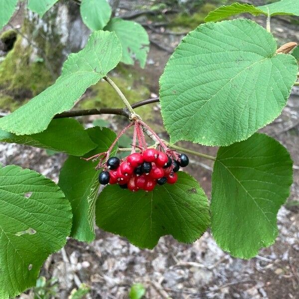 Viburnum lantanoides ফল