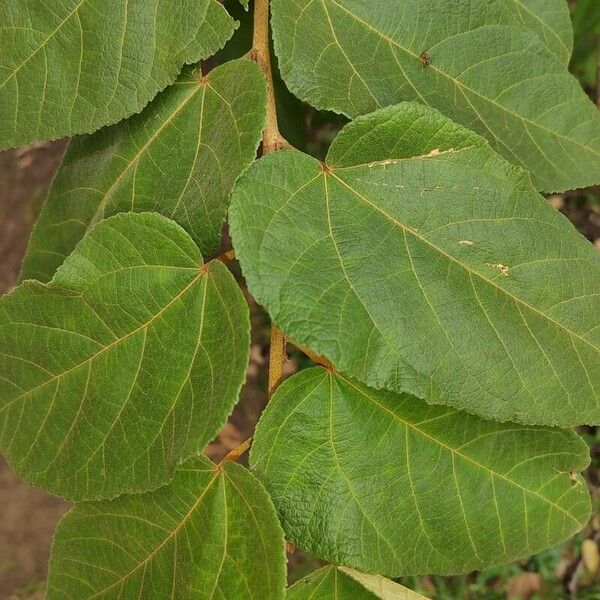 Guazuma ulmifolia Blatt