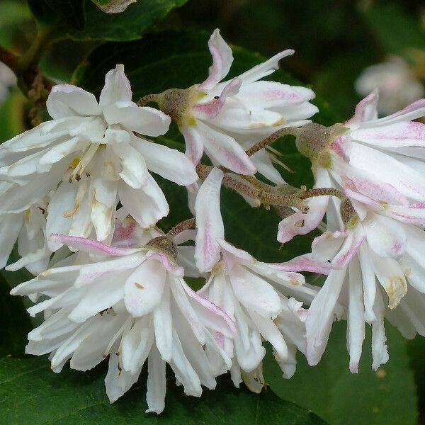 Deutzia crenata 花