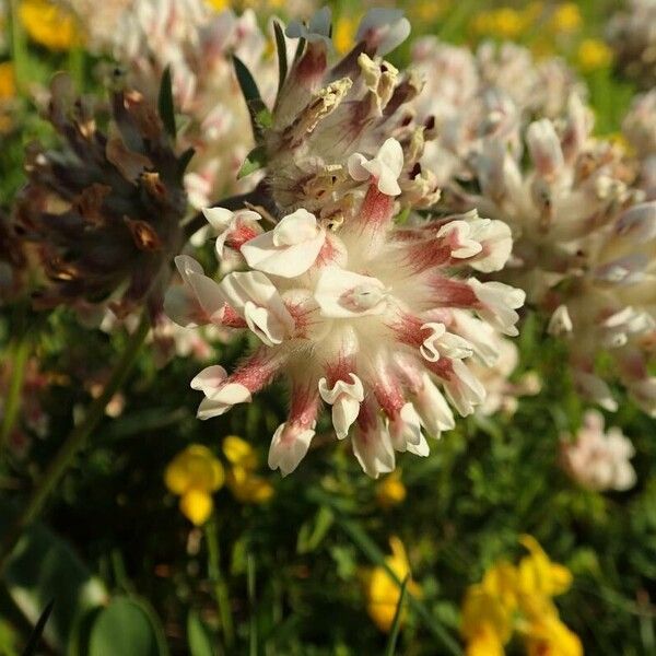 Anthyllis vulneraria Bloem