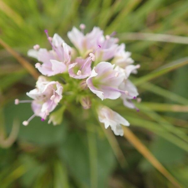 Commicarpus helenae Kvet