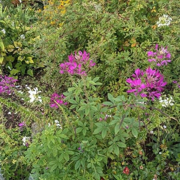 Cleome houtteana Flower