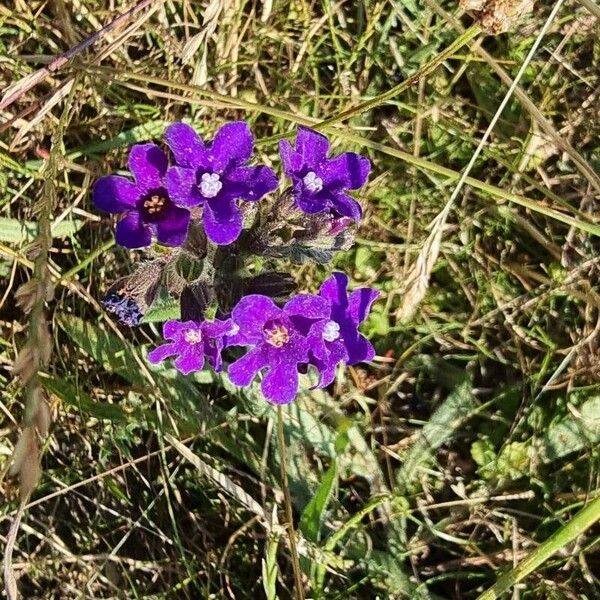 Anchusa officinalis Flower