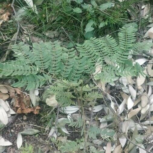 Leucaena leucocephala পাতা