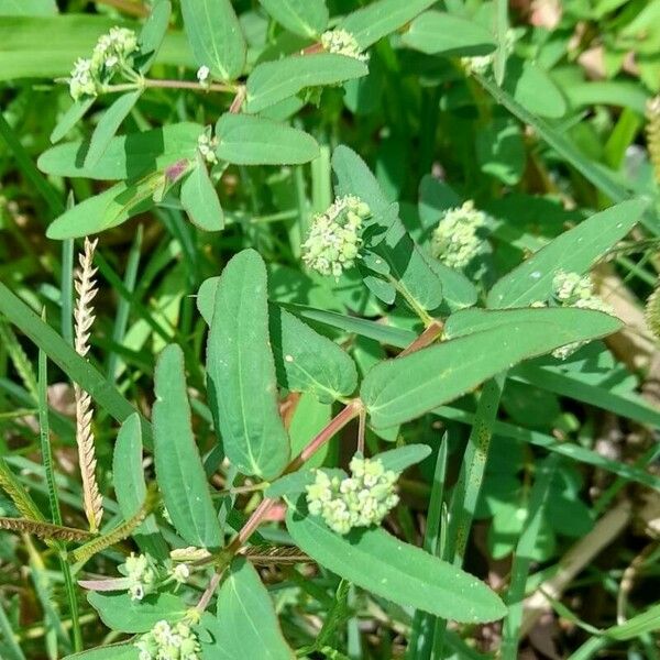 Euphorbia lasiocarpa Habitus