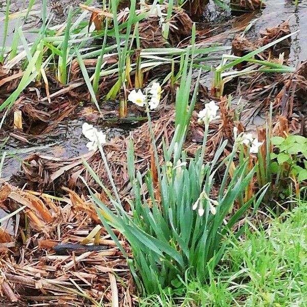 Narcissus tazetta Flor