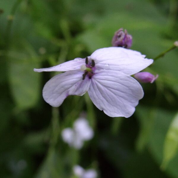 Lunaria rediviva Flor