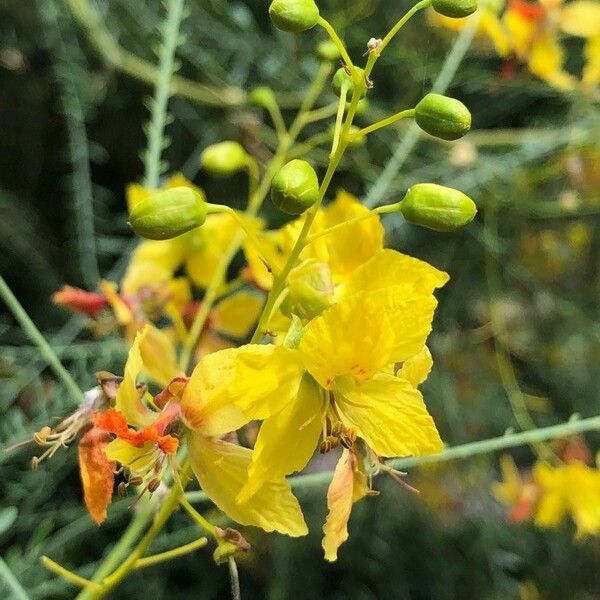 Parkinsonia aculeata फूल
