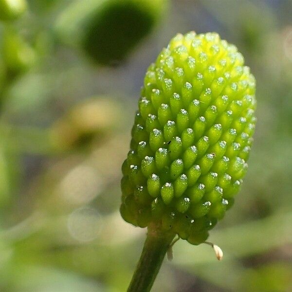 Ranunculus sceleratus Fruit