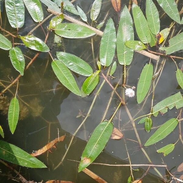 Persicaria amphibia 花