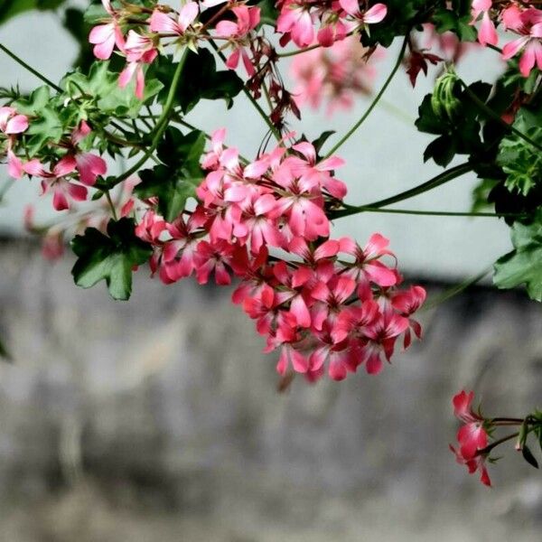 Pelargonium peltatum Floare