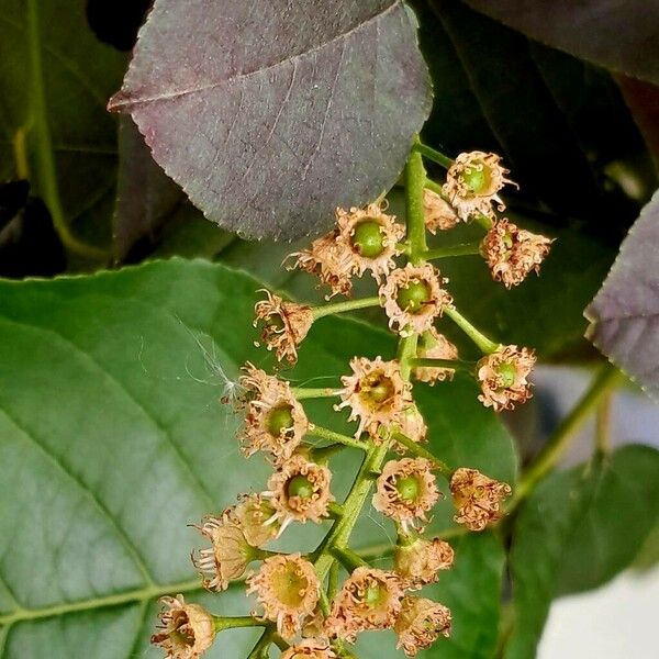 Prunus virginiana Flower