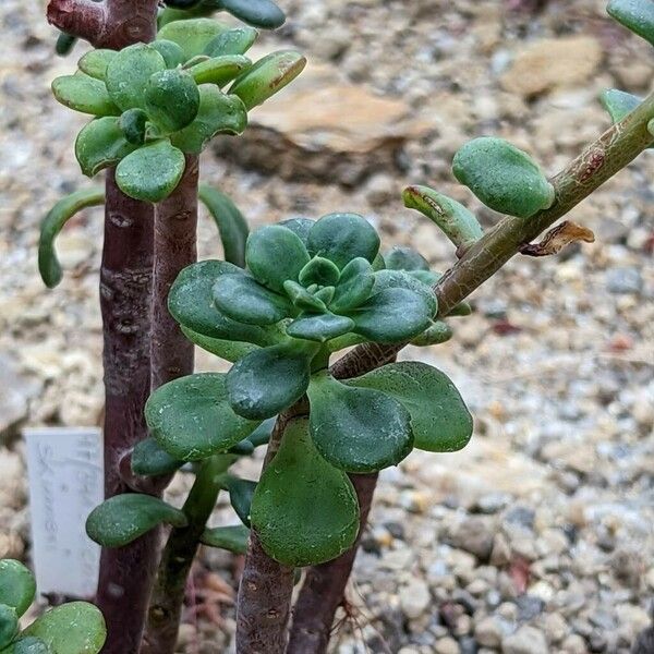 Echeveria skinneri Ліст