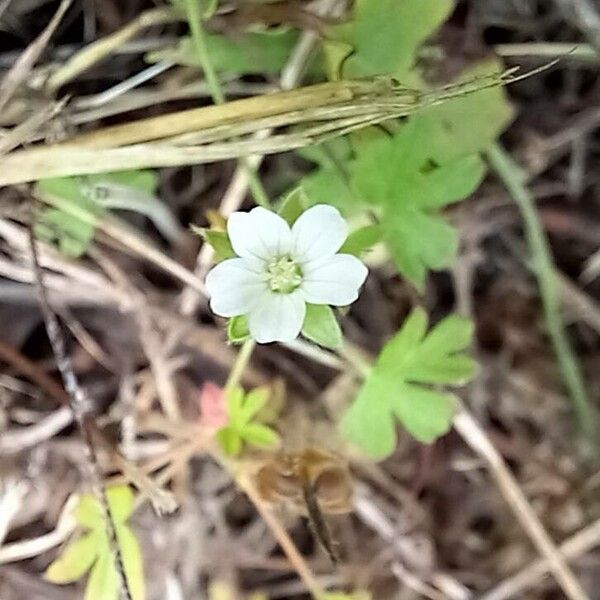 Geranium homeanum Blomma