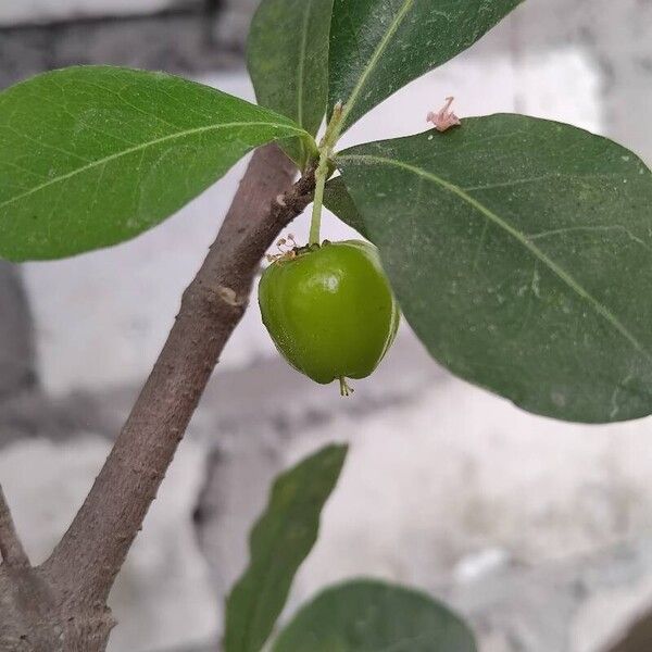 Malpighia glabra Fruit