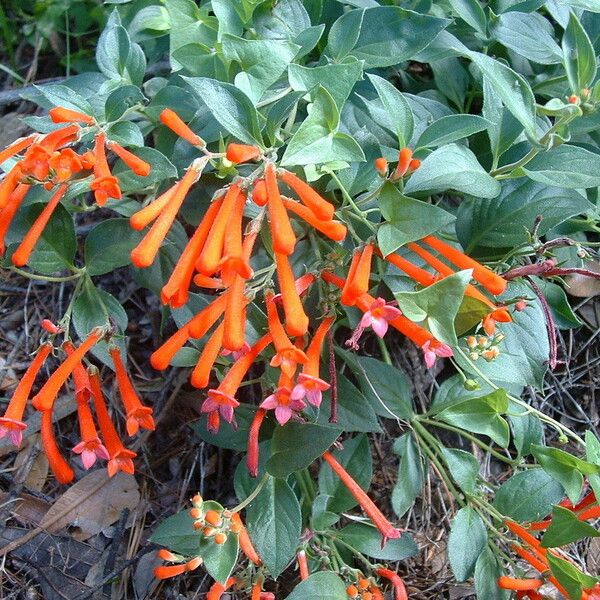 Bouvardia ternifolia Cvet