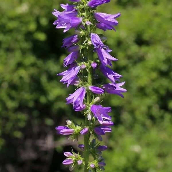 Campanula bononiensis Õis