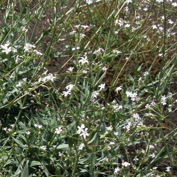 Gypsophila scorzonerifolia Květ