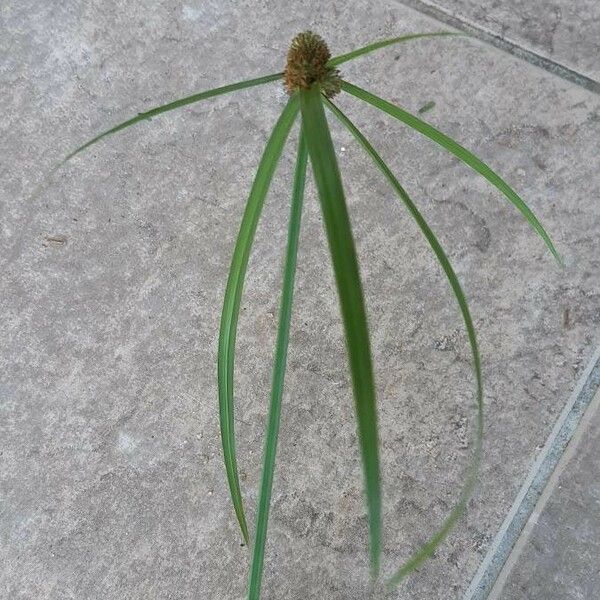 Cyperus aromaticus Blad