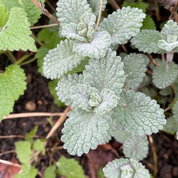 Nepeta cataria Folha