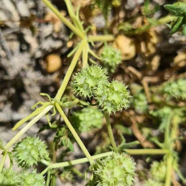 Valerianella discoidea Квітка