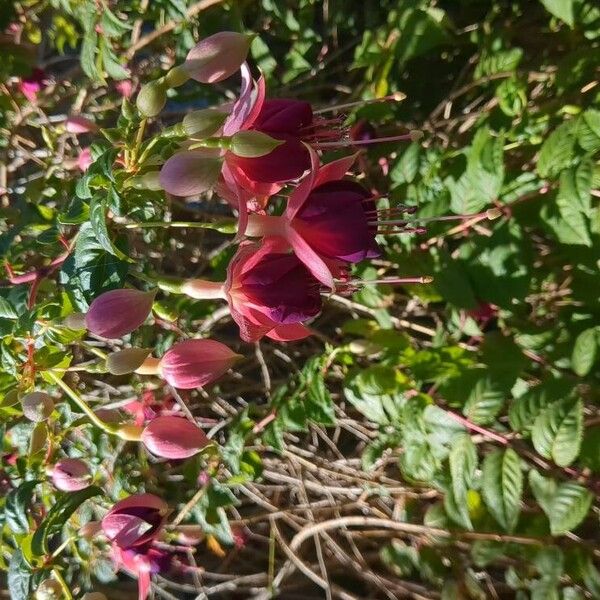 Fuchsia × standishii Flower