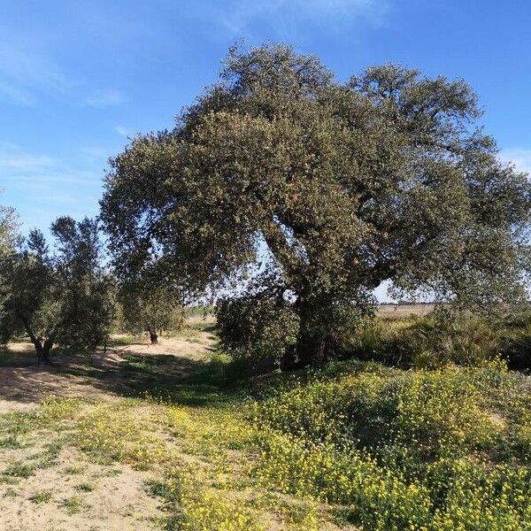 Quercus suber Habit