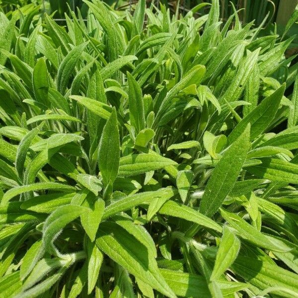 Rudbeckia hirta Blad