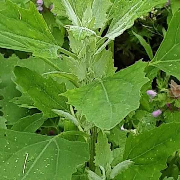 Chenopodium ficifolium 葉