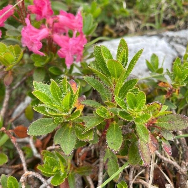 Rhododendron hirsutum 葉