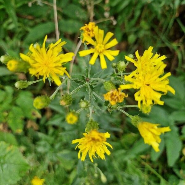 Hieracium umbellatum Λουλούδι